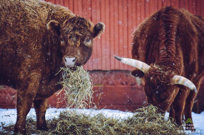 养殖数字化趋势：智慧ag凯发畜牧设备的引领作用