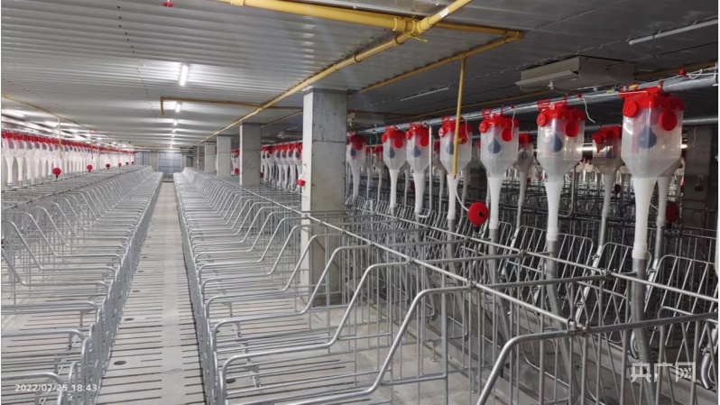 新津智能化养猪场剪彩投用探索打造自主知识产权的“猪芯片”(图2)