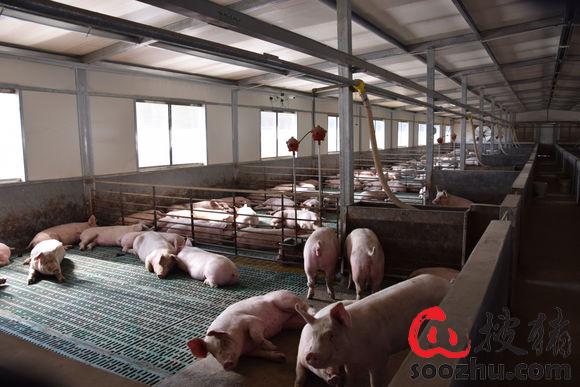 别让养猪成为一笔糊涂帐教你如何核算猪场成本！