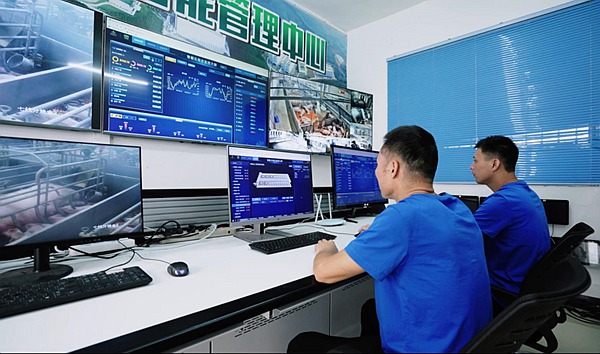 玩玩手机就能养猪？“云养凯发旗舰厅猪”成为现实(图3)