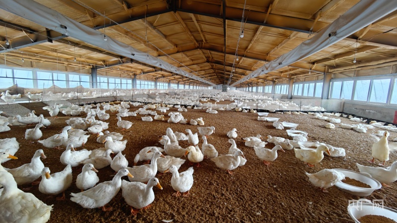 高质量发展“新ag凯发”速度丨园区化发展畜牧业为乡村振兴添动能