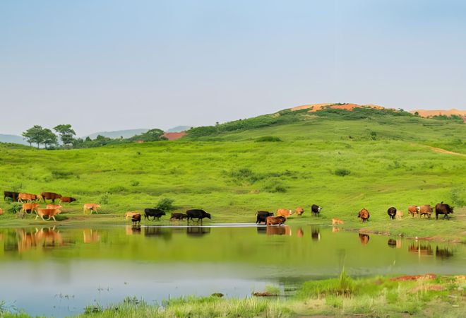 养猪场恶臭监测系统、畜牧养殖业臭气监测仪、规范养殖场环境(图4)