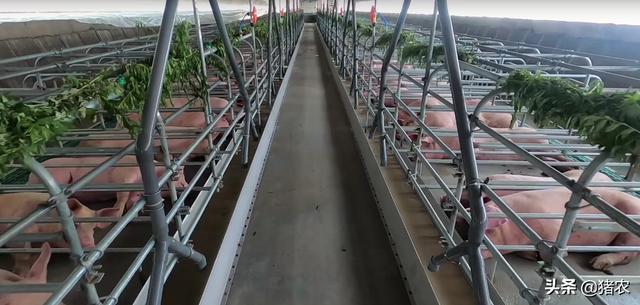 ag凯发300头母猪自繁自养建场+设备+进猪需要多少投资？(图2)