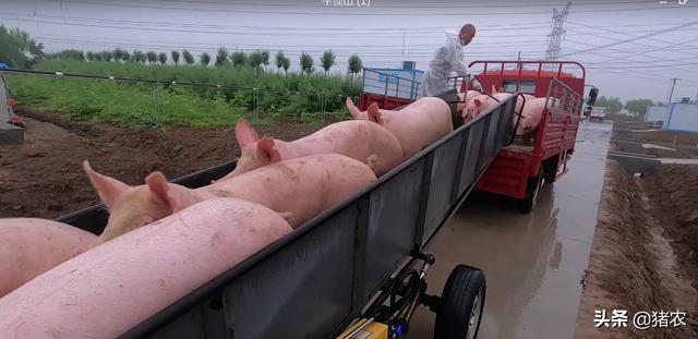 ag凯发300头母猪自繁自养建场+设备+进猪需要多少投资？(图4)