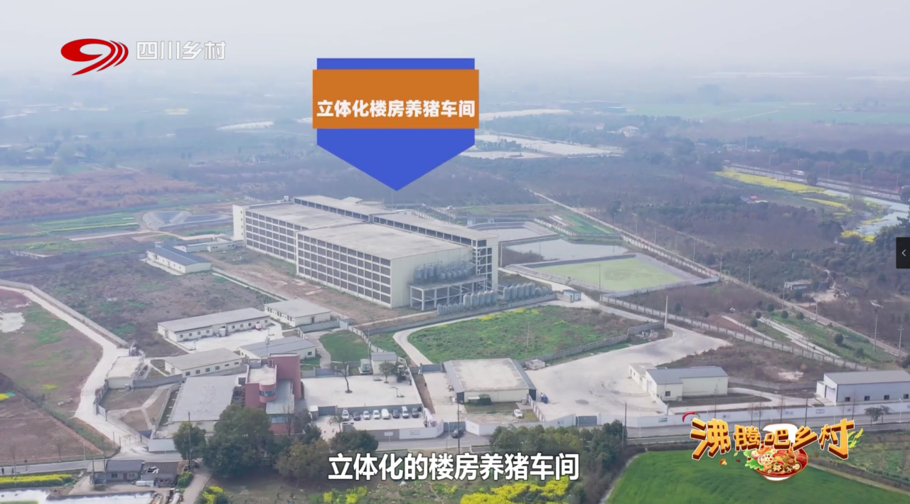 如何推进生猪养凯发旗舰厅殖“新质生产力”？四川电视台聚焦新希望创新实践