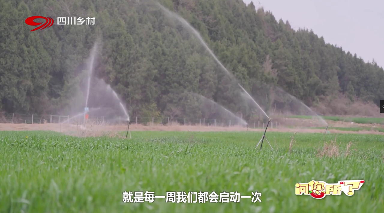 如何推进生猪养凯发旗舰厅殖“新质生产力”？四川电视台聚焦新希望创新实践(图3)