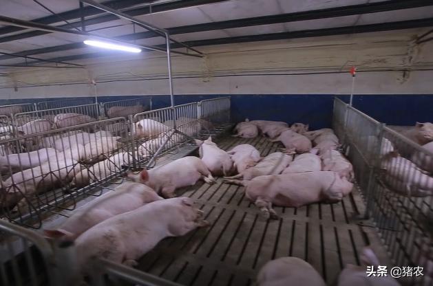 养猪场为啥少不了现代化设备？购设备是交智商税吗？听农户怎么说(图2)