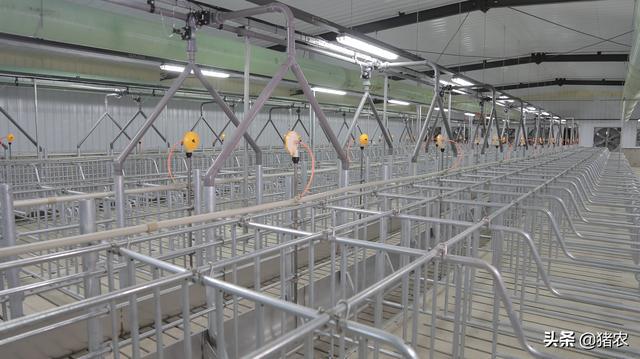 养猪场为啥少不了现代化设备？购设备是交智商税吗？听农户怎么说(图4)