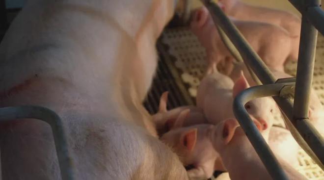 观察｜泸定：科技赋能打造生猪全产业链保障群众“菜凯发旗舰厅蓝子”(图3)