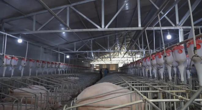 观察｜泸定：科技赋能打造生猪全产业链保障群众“菜凯发旗舰厅蓝子”(图5)