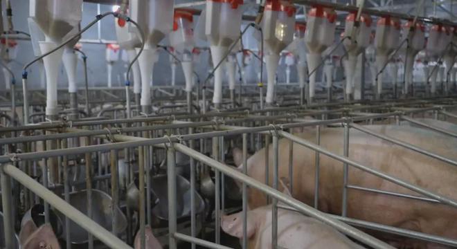 观察｜泸定：科技赋能打造生猪全产业链保障群众“菜凯发旗舰厅蓝子”(图7)