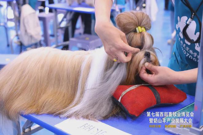 第七届西部畜牧业博览会暨奶山羊产业发展大会在杨凌开幕(图7)