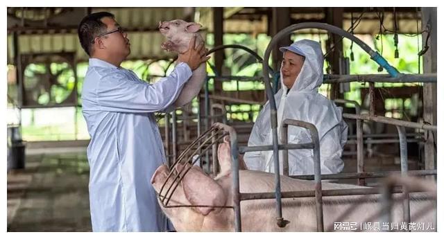 弟弟彩礼借款助兄养猪哥哥致富2000亿弟弟仍甘守平凡(图7)