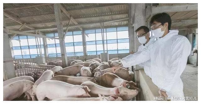 弟弟彩礼借款助兄养猪哥哥致富2000亿弟弟仍甘守平凡(图8)