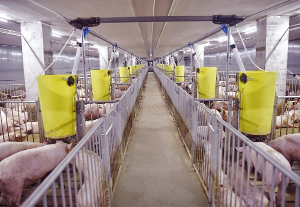 猪猪住楼房秧苗躺机床(图2)