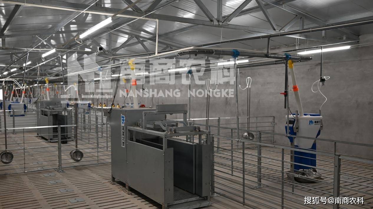 投资8凯发旗舰厅00万建猪场这个投资回报你可能想不到