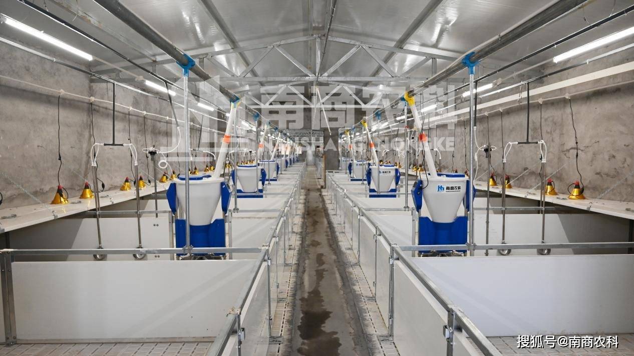 投资8凯发旗舰厅00万建猪场这个投资回报你可能想不到(图3)