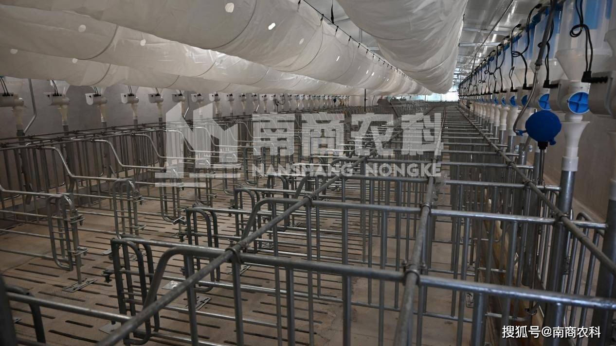 投资8凯发旗舰厅00万建猪场这个投资回报你可能想不到(图4)