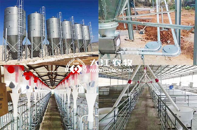 养猪自动喂食设凯发旗舰厅备大概多少钱？附产品图片(图4)