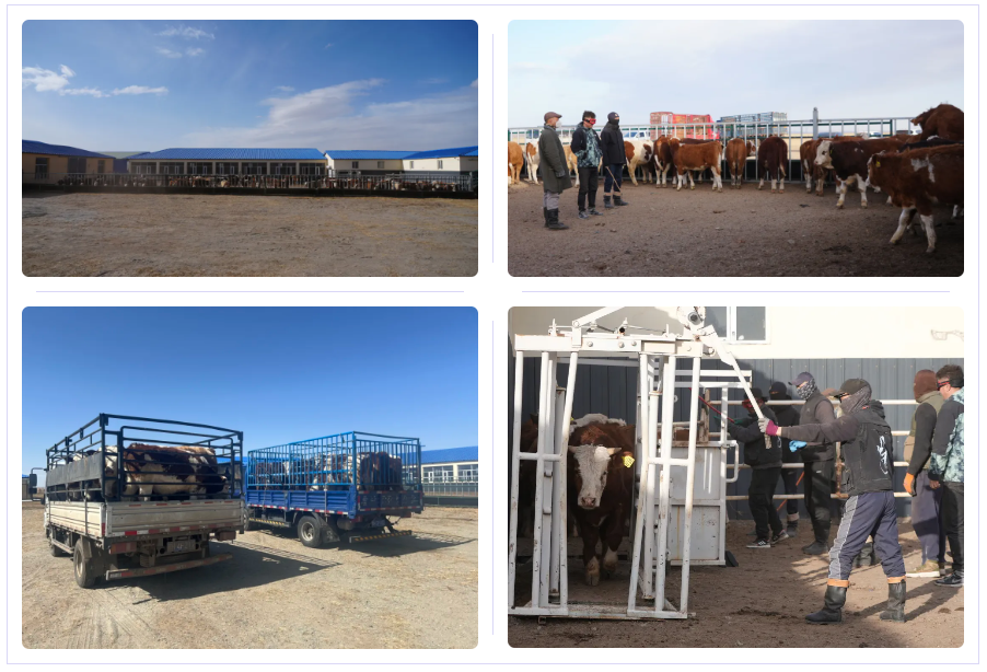 吉仁高勒镇吉仁高勒嘎查开展肉牛育肥工作