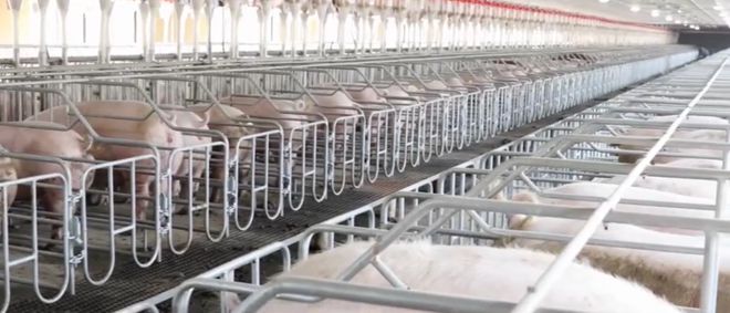 秦朗观察：在“没味儿”的养猪场里我感受到了“新质生产力”