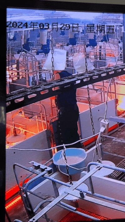 秦朗观察：在“没味儿”的养猪场里我感受到了“新质生产力”(图5)