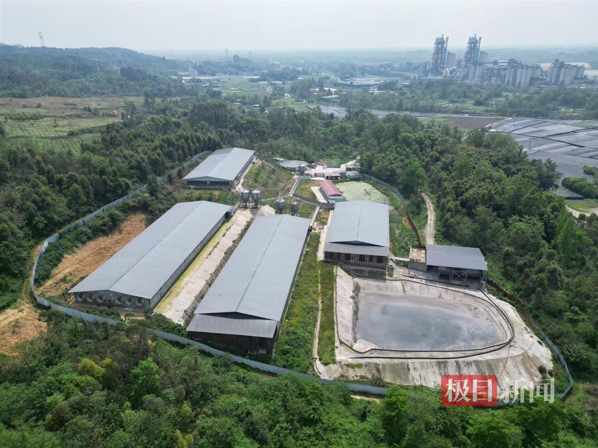 凯发国际彭州一养猪场7人沼气中毒身亡一人坠入化粪池后6人去救均遇难死者包括老板一