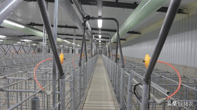 补贴来了！农业农村部支持1268万个养殖场购置生猪生产机具