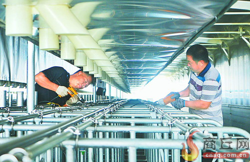 安装生猪自动化喂养设备(图1)