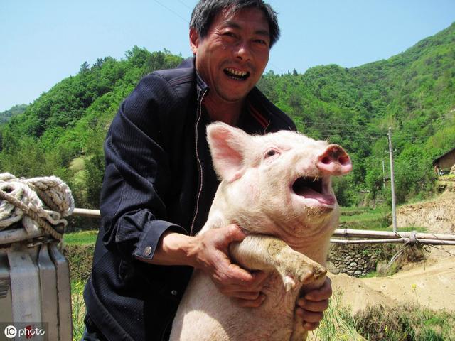 养猪么？要地给地买设备给补贴