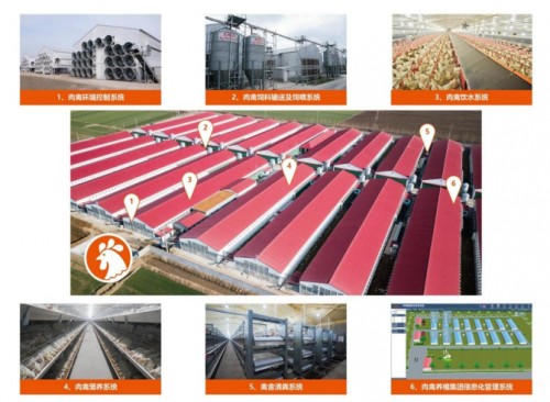 青岛大牧人：让养殖变得简单、可靠、环保、高效(图1)