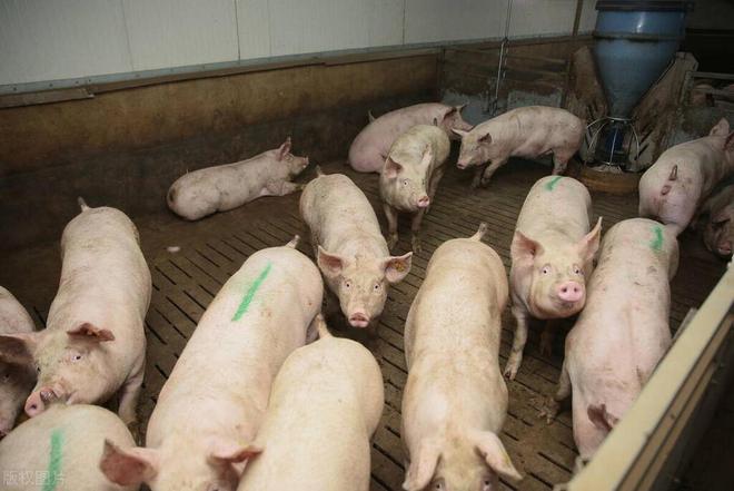 罚款限养环保冲击养猪业！4月26日生猪价格(图2)