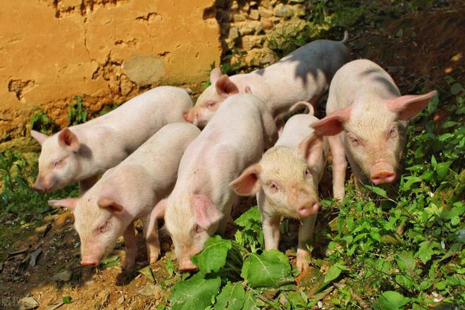 罚款限养环保冲击养猪业！4月26日生猪价格(图5)