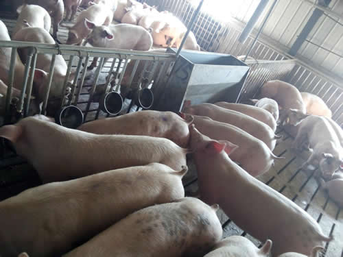 常用的养猪设备有哪些？(图2)