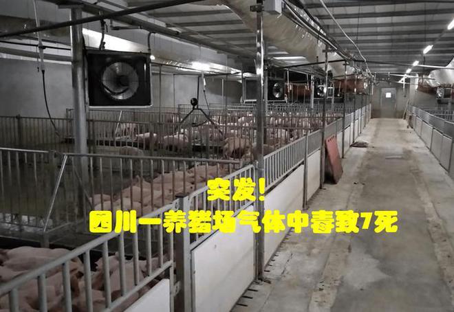 凯发国际警惕养猪场化粪池毒气威胁逸云天专业设备保安全(图2)