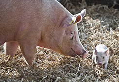 北京酵养凯发国际安欣(图2)