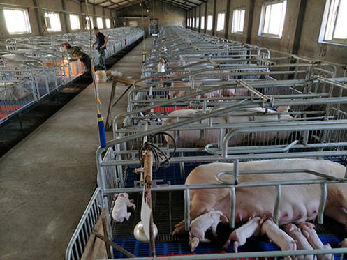 新建猪场需要购买哪凯发国际些养猪设备？