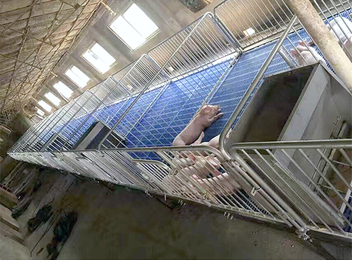 新建猪场需要购买哪凯发国际些养猪设备？(图3)