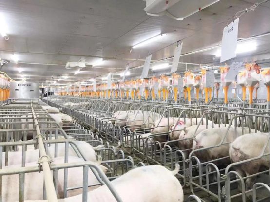 越秀农牧食品刘崟：农牧业不能恶性竞争高质量发展更多的是要体现科技(图2)