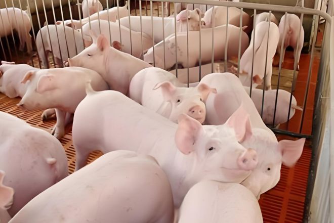 养猪场恶臭监测系统助力加强养猪场恶臭污染防治保证养殖舍卫生