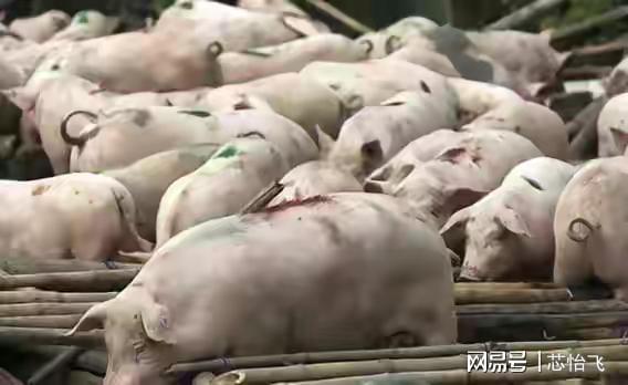不准农民一家一户养猪却给资本铺路？高盛开启收购国内养猪市场凯发旗舰厅