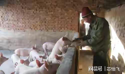 不准农民一家一户养猪却给资本铺路？高盛开启收购国内养猪市场凯发旗舰厅(图3)