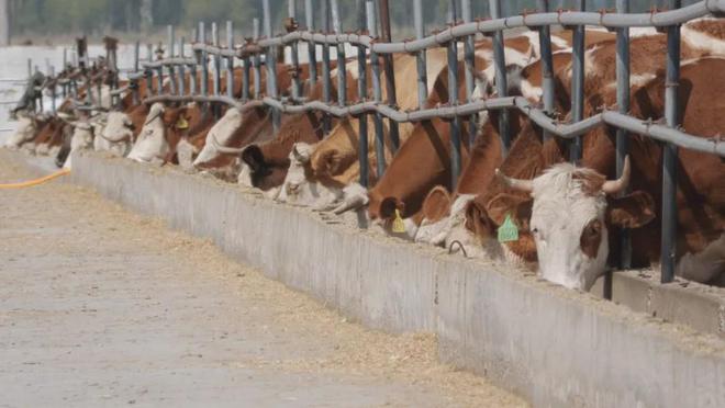 打好动物防疫针筑牢畜牧防疫“防护网”(图4)