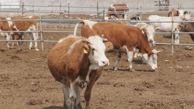 打好动物防疫针筑牢畜牧防疫“防护网”(图3)