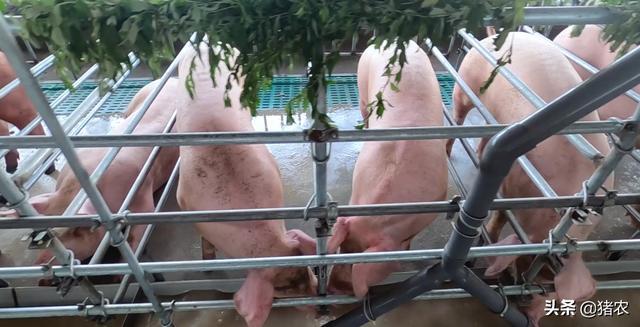 2021年了你还在凭“经验”养猪？凯发国际(图4)