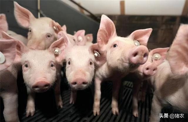 2021年了你还在凭“经验”养猪？凯发国际(图2)