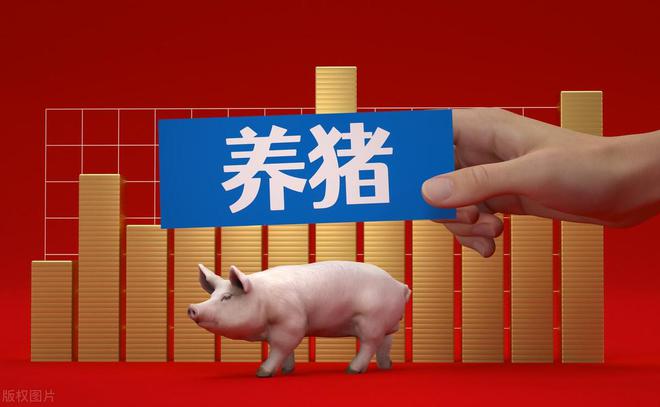 凯发国际为什么养猪风险那么大还有那么多人去养猪？看完就知道了(图1)