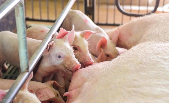 凯发国际为什么养猪风险那么大还有那么多人去养猪？看完就知道了(图3)