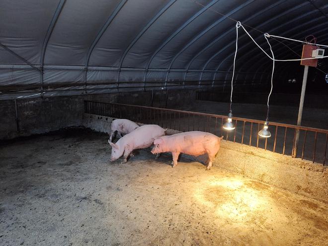 养猪还有门槛？这6类人最适合养猪看下自己是否适合凯发国际