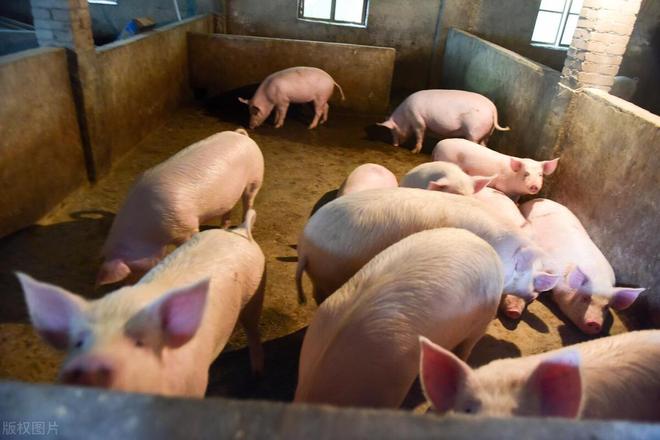 养猪还有门槛？这6类人最适合养猪看下自己是否适合凯发国际(图3)